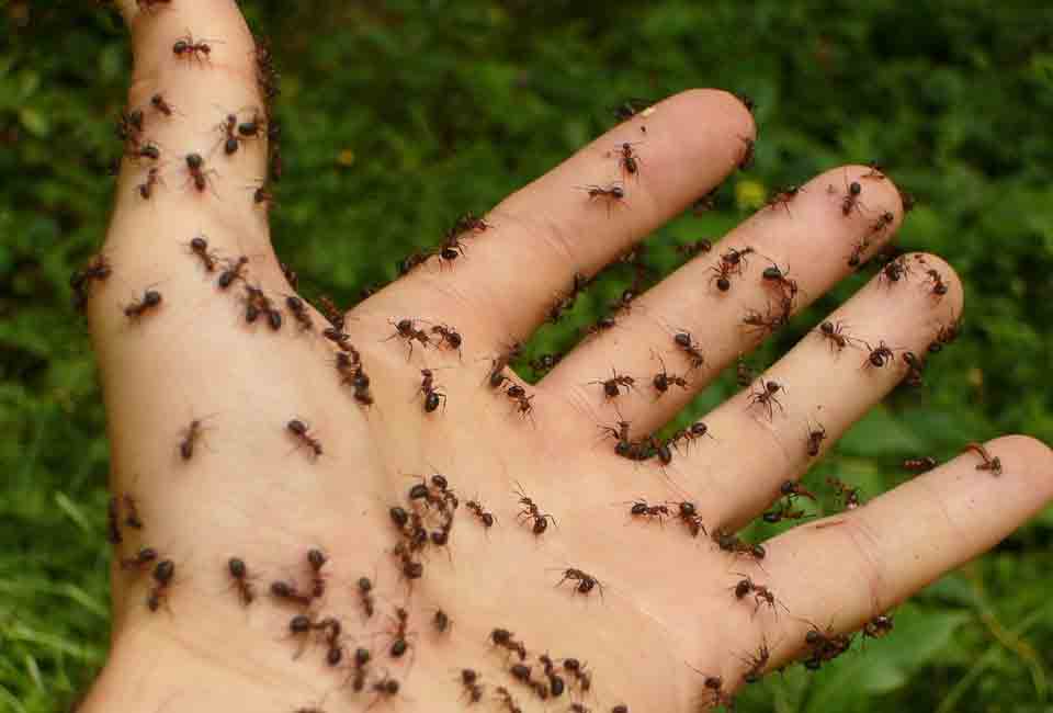 Como se livrar das formigas: 8 soluções caseiras que realmente funcionam. Foto: Pixabay