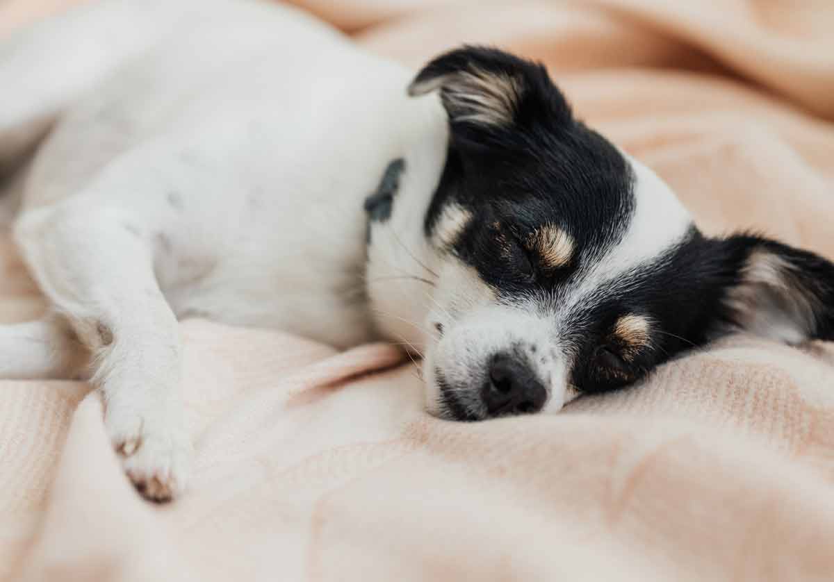 5 etapas para limpar a cama do seu cachorro e se livrar das bactérias. Foto: Pexels