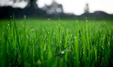 Como acabar com as ervas daninhas com apenas 1 ingrediente. Foto: Pexels