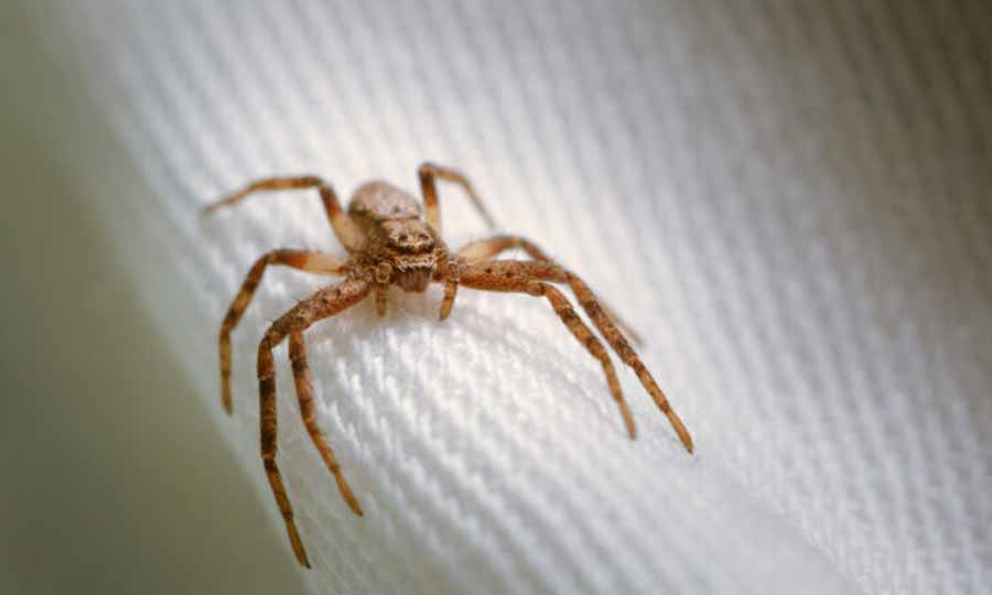 Como se livrar das aranhas: 7 maneiras naturais de manter as aranhas longe da sua casa