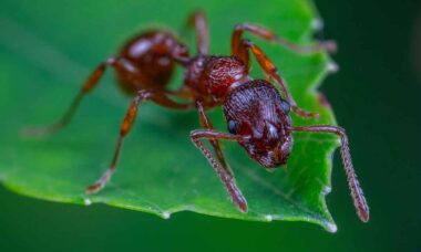 Como se livrar das formigas: 8 soluções caseiras que realmente funcionam. Foto: pexels