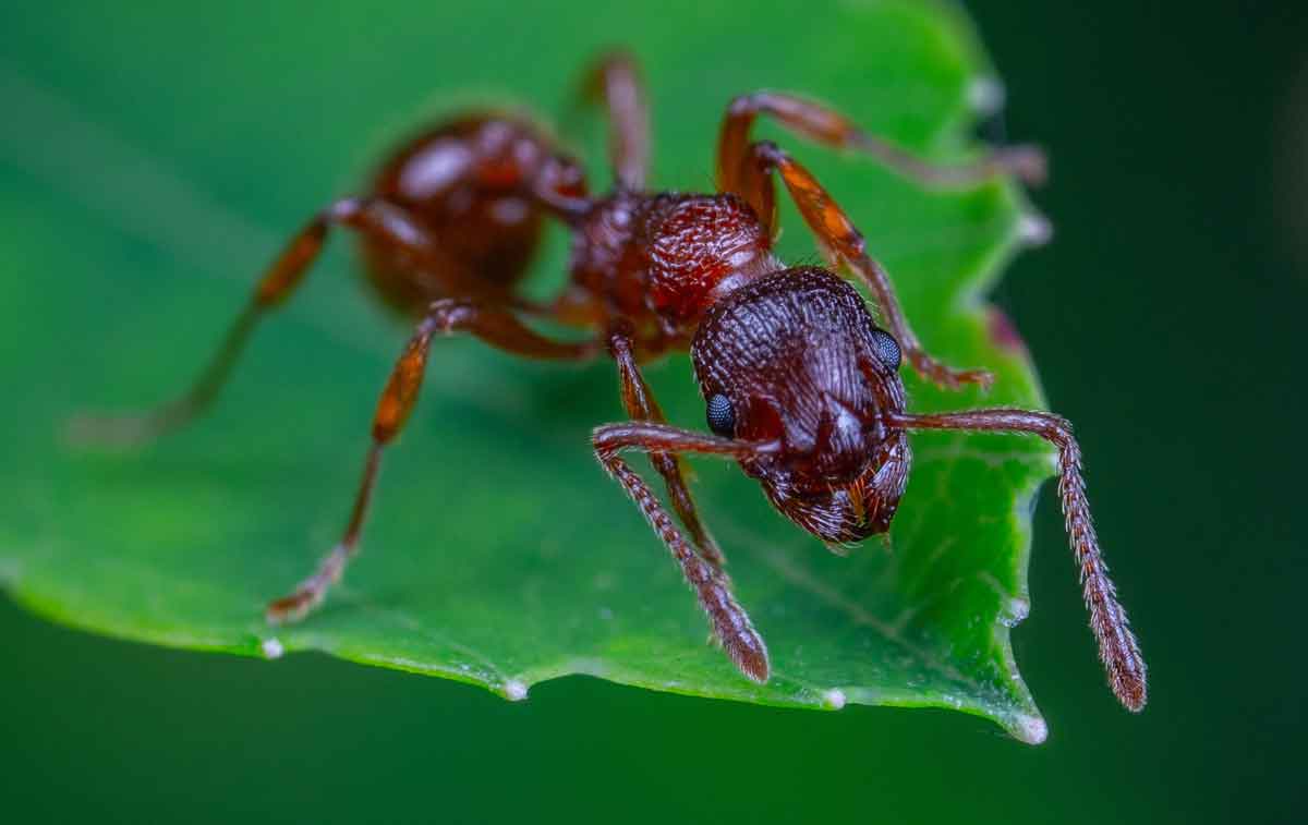 アリを取り除く方法：本当に効果のある8つの自家製ソリューション。写真：pexels