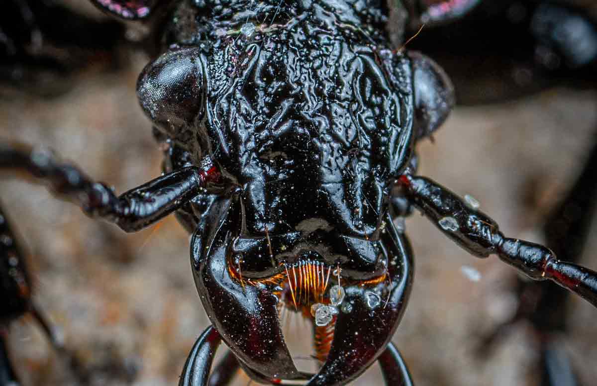 Wie man Käfer natürlich loswird: 5 Hausmittel. Foto: pexels