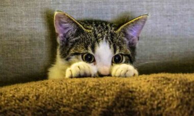 3 dicas com produtos naturais para evitar xixi de cães e gatos em casa. Foto: pexels