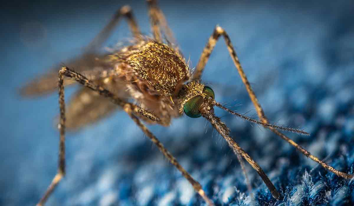 Las Mejores Maneras de Limpiar tu Hogar y Deshacerte de los Mosquitos