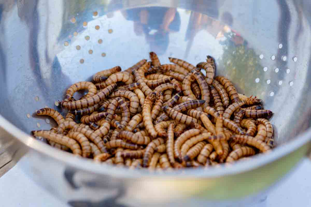 Por que existem larvas na minha casa?