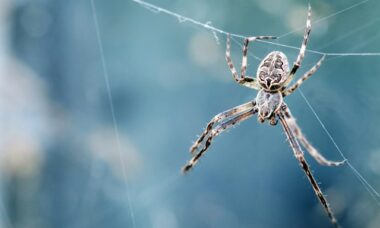 O pó de talco é realmente o segredo para manter uma casa livre de aranhas?