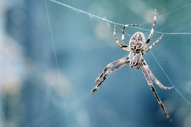 Casa livre de aranhas: soprar pó de talco é realmente eficaz?