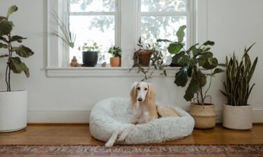 7 maneiras de se livrar do "cheiro de cachorro" da sua casa, de acordo com profissionais de limpeza